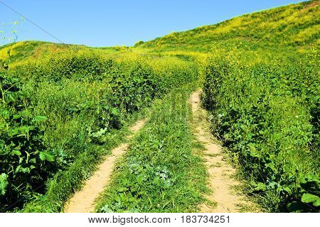 Hiking trail thru lush green grasslands with Mustard Wildflowers taken in the Whittier Hills, CA during spring