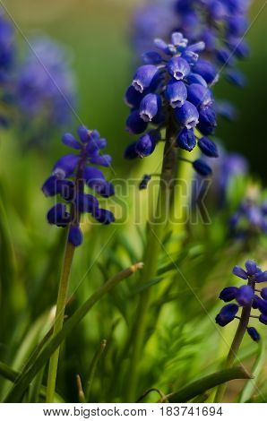 Small Blue Flowers Bloom In Spring Muskari