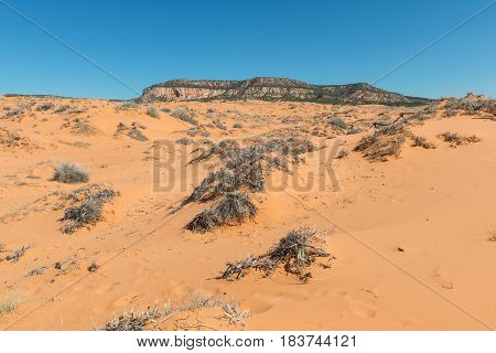 Coral Pink Sand Dunes