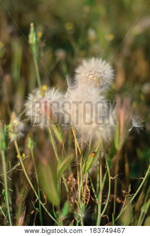 Fluffy dandelions in the meadow. Spring background. Dreamscape.