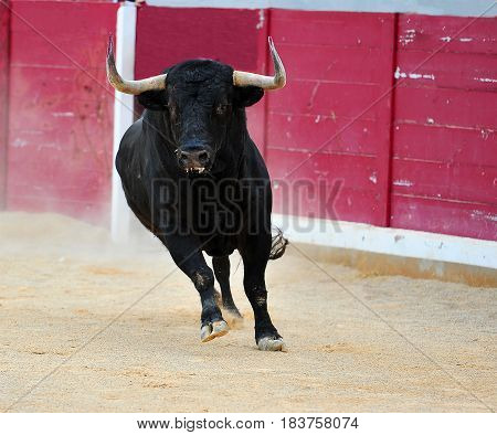 bull in spanish bullring with big antlers