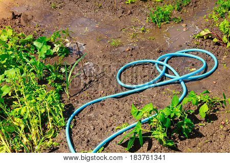 Gardening. Blue plastic sprayer hose for irrigation laying in garden on ground