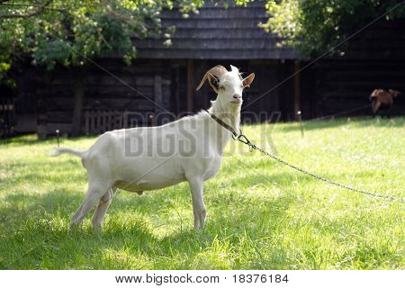 Capra al pascolo a prato verde