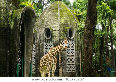 a giraffe in front of mossy dome house photo taken in Ragunan zoo Jakqrta Indonesia java
