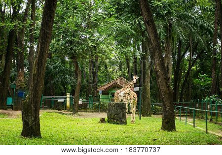 Two giraffes in cage with trees and low fence photo taken in Ragunan zoo Jakarta Indonesia java