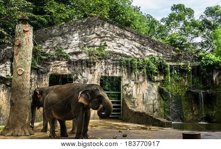 elephant and banana on the floor in the cage photo taken in Ragunan zoo Jakarta Indonesia java