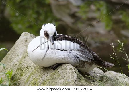 Kachnička mandarinská (Aix galericulata) na kámen