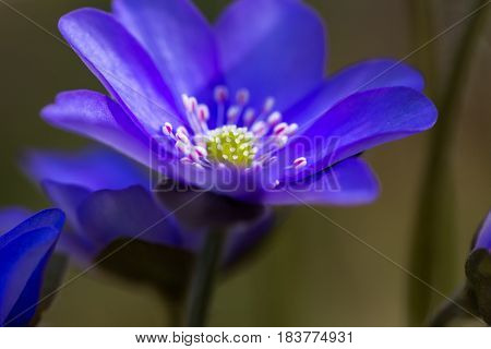 Blue Liverworts Flowers In Close Up