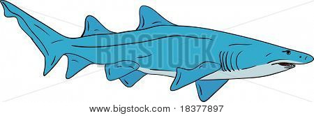 Vector - gros requin isolé sur fond