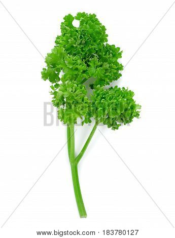 Fresh green parsley isolated on white background