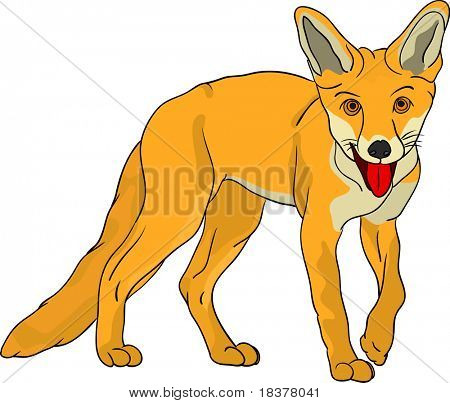 vektor - fox isoleret på baggrund