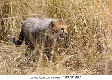 A cheetah cub stalks through tall dry grass in the Masai Mara National Park