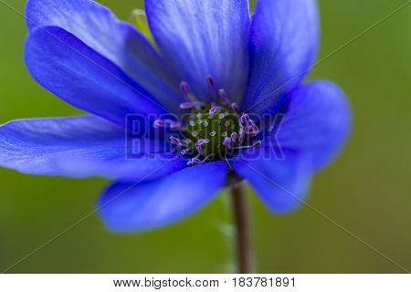 Blue Liverworts Flowers In Close Up