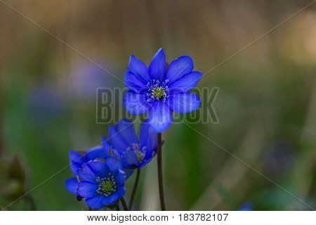 Blue Liverworts Flowers In Close Up