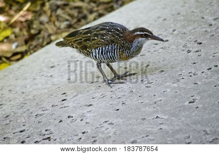 this is a close up of a buff banded rail