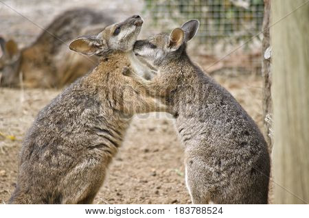 the two tammar wallabies are in a mating ritual
