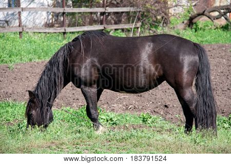 Black horse grazing in a meadow in the village.