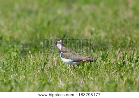 Portrait Of Lapwing (vanellus Vanellus) Standing In Meadow