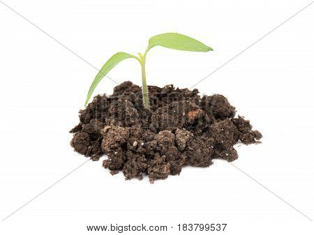 One plant young seedlings in the ground on white background