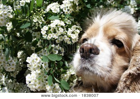 Hund i blomster 1