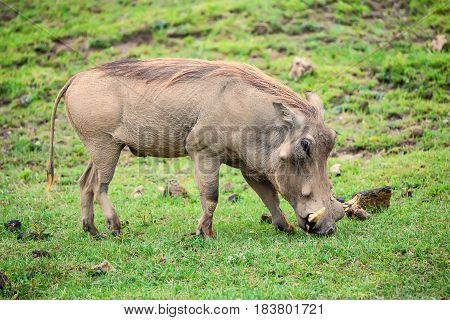 Grazin warthog or Phacochoerus africanus in Ngorongoro national park in Tanzania