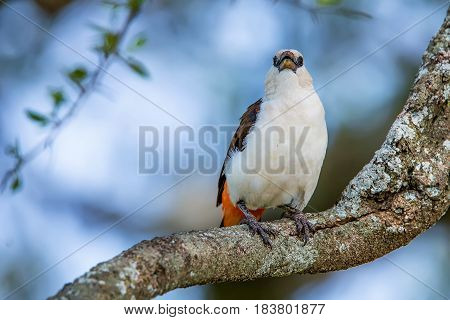 White-headed Buffalo Weaver or Dinemellia dinemelli perched on a branch in Serengeti National Park, Tanzania