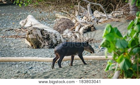 Long shot of wild young tapir entering the forest of Corcovado, Costa Rica