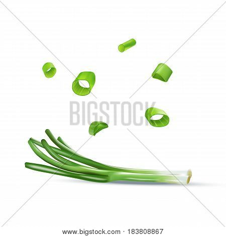 Vector realistic illustration of spring onion. Colorful greens.