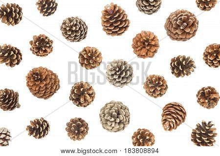 Various pine cones isolated on white background