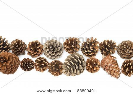 Row of the pine cones isolated on white background
