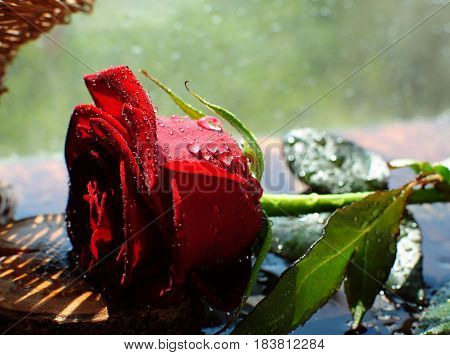 A beautiful rose strewn with splashes of water, sparkling in the rays of the sun.