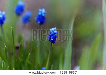 Flowers of a cultivated broad-leaved grape hyacinth (Muscari latifolium)