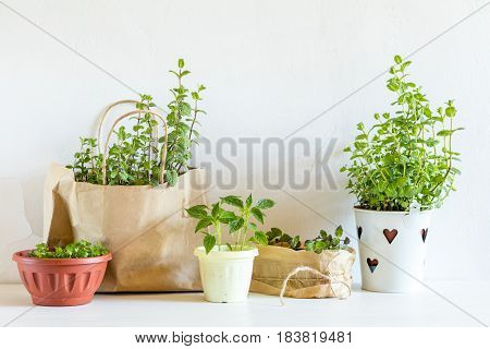 Spring Gardening Light Concept