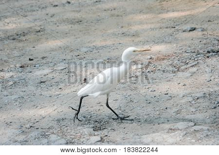 A little egret. White bird with Czarna paws running across the sand and rocks. Bird runs away from the enemy. In a hurry for a date. Sand sun spots.