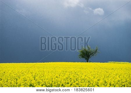 Alone tree in yellow field with dark stormy clouds