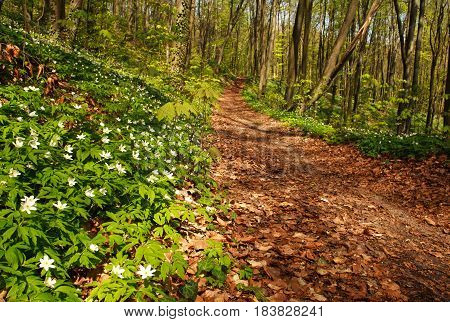 Path way in the blossoming spring forest nature background