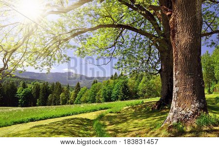sun raise wallpaper with tree in morning