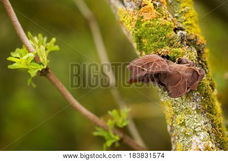 Edible mushrooms with excellent taste grow in spring Auricularia auricula-judae