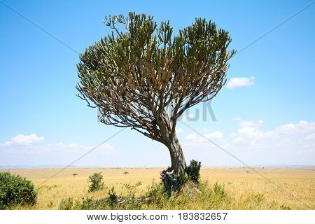 Green candelabra tree against blue sky and yellow grass on the African savanna