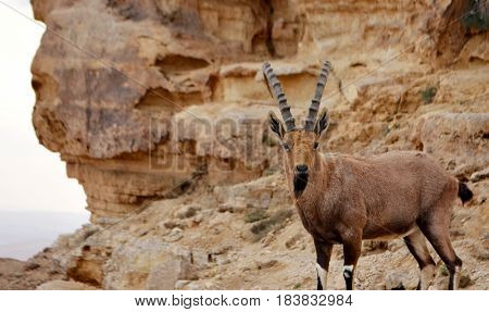 Nubian Ibex. Ramon crater Negev Desert Israel.