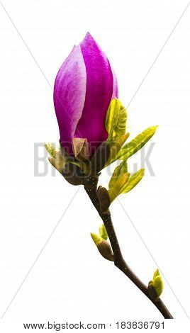 decoration of few magnolia flowers. pink magnolia flower isolated on white background. Magnolia. Magnolia flower