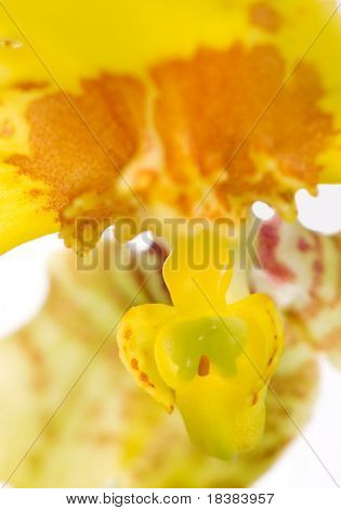 Blume orchidea