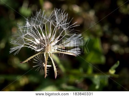 Close up of a Urospermum picroides wild flower commonly known as prickly goldenfleece from the nature of Cyprus