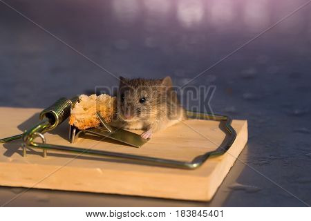 Cute house grey mouse or rat small rodent animal sitting at string mousetrap with bait indoors on blurred background
