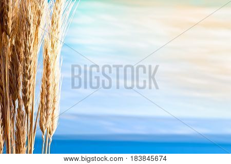 Sheaf Of Barley On The Blue Sky
