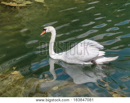 White Swan in Mosigo Lake near Italian Dolomites Alps Scenery