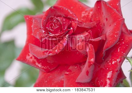 The red flower of the rose with the dewdrops on its petals close up