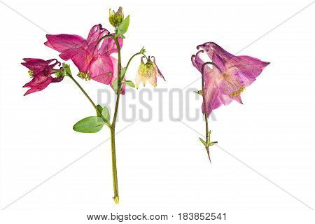 Pressed and dried bush with delicate transparent pink flower aquilegia vulgaris isolated on white background. For use in scrapbooking pressed floristry (oshibana) or herbarium.