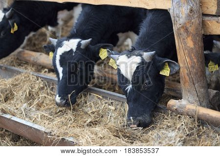 Gomel, Belarus - 19 April 2017: Young Bulls Graze The Hedge And Eat Silage.