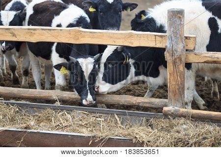 Gomel, Belarus - 19 April 2017: Young Bulls Graze The Hedge And Eat Silage.